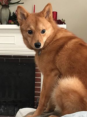 Finnish shop spitz adoption