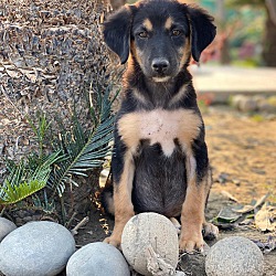 Thumbnail photo of Bonita-Indian Pariah pup #4
