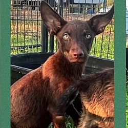 Photo of Milo - 1750