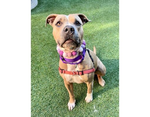 San Francisco, CA - American Pit Bull Terrier. Meet CANDACE a Pet for ...