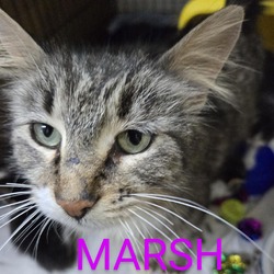 Photo of Marsh