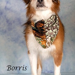 Thumbnail photo of Borris #3