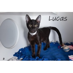 Thumbnail photo of Lucas #1