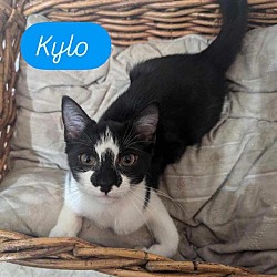 Thumbnail photo of Kylo #4