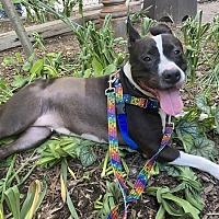 adopt a pet