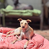 adopt a pet