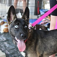 adopt a pet