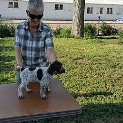 Photo of liver German Shorthaired Point