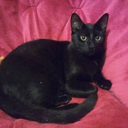 Thumbnail photo of Black Cat #1