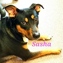 Thumbnail photo of Sasha #4
