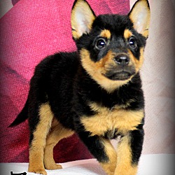 Thumbnail photo of ZuZu~adopted! #1