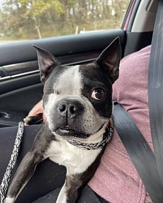 Greensboro, MD - Boston Terrier. Meet Basher a Pet for Adoption ...