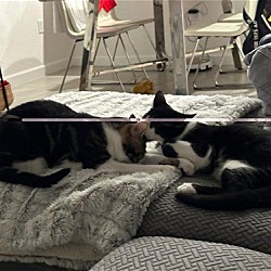 Photo of Z COURTESY LISTING: Orphan Kittens (2)