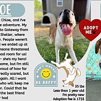 adopt a pet