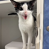 adopt a pet