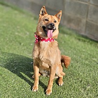adopt-pet