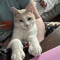 adopt-pet