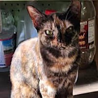 adopt-pet