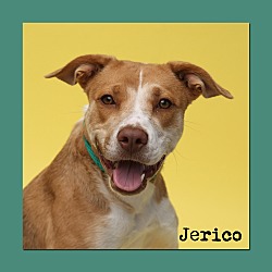 Thumbnail photo of Jerico #1