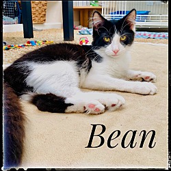 Photo of Bean