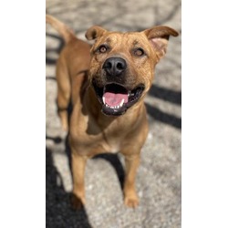 Photo of BENTLEY