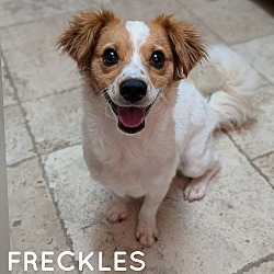 Photo of FRECKLES