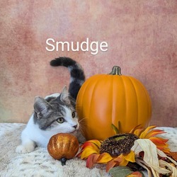 Thumbnail photo of Smudge #3