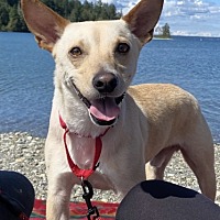 adopt-pet