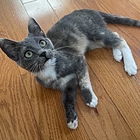 adopt a pet