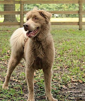 australian shepherd labradoodle mix