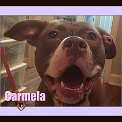 Thumbnail photo of Carmela-Foster Home Needed #1