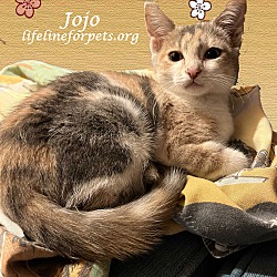 Thumbnail photo of JOJO #1