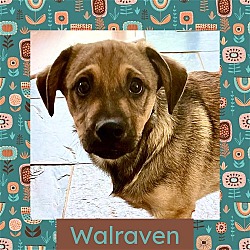 Photo of Walraven