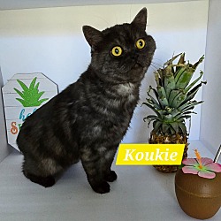 Photo of Koukie