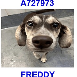 Thumbnail photo of Freddy #3