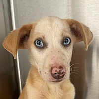 adopt a pet