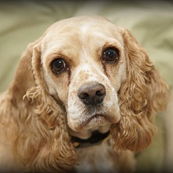 Thumbnail photo of Katie 5yr Adopted #2