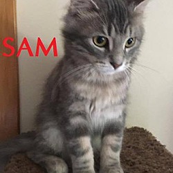 Thumbnail photo of Sam - Adopted December 2016 #2