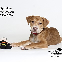 Thumbnail photo of Sprinkles  (Foster Care) #2