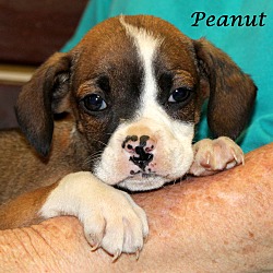 Thumbnail photo of Peanut~adopted! #3