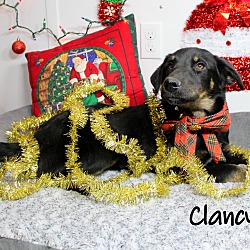 Thumbnail photo of Clancy ~ meet me! #2