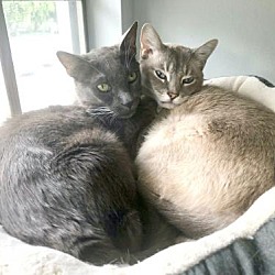 valley cats cat and kitten rescue