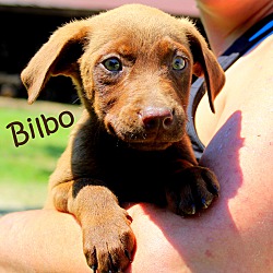 Thumbnail photo of Bilbo ~ meet me! #2