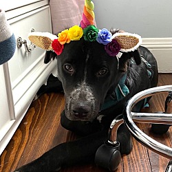 Photo of Champ