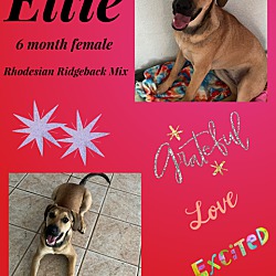 Photo of ELLIE -6 MONTH RHODESIAN