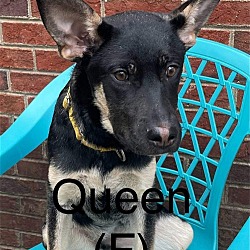 Thumbnail photo of QUEEN #1