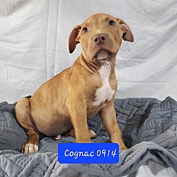 Thumbnail photo of BP Pup Cognac #3