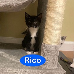 Thumbnail photo of Rico #2