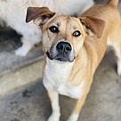 Adopt A Pet :: Be (aka Beyonce) - San Diego, CA