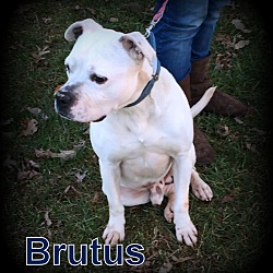 Thumbnail photo of Brutus #1